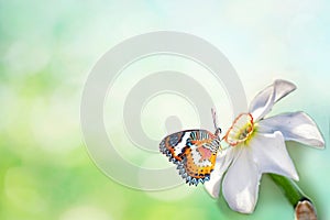 Spring pink background. White Narcissus flower with beautiful butterfly. Space for text