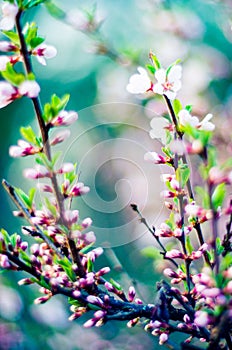 Spring pink blooming