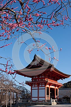 Spring pink blossoms on a cherry tree near the bright red colored Nishimon Temple at Kiyomizudera Temple in Kyoto in Japan photo