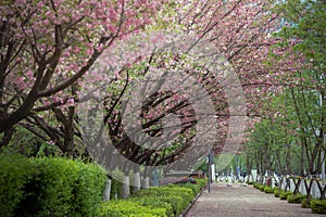 spring pink cherry blossom and footway