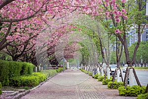 spring pink cherry blossom and footway photo