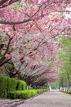 spring pink cherry blossom and footway photo