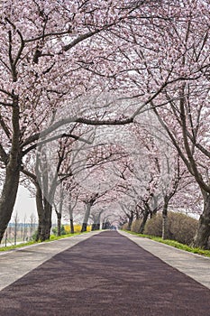 Spring pink cherry blossom tree at Daejeo Eco Park, Busan South Korea