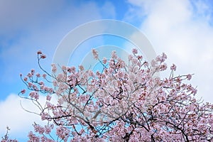 Spring pink cherry blossoms background