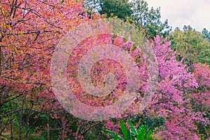 Spring Pink Cherry Blossoms in ChiangMai,Thailand