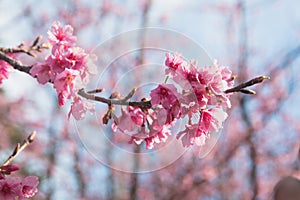 Spring Pink Cherry Blossoms in ChiangMai, Thailand