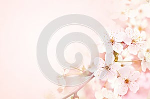 Spring pink cherry flowers