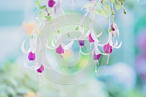 Spring purple flower