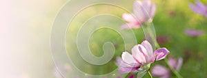 Spring pink flower on soft green meadow summer nature banner background