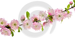 Spring pink flowers almond tree in bloom on branch with green leaves isolated on white background