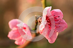 Spring pink flowers in bloom