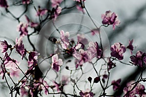 Spring pink flowers. Blossoming tree on the gray background