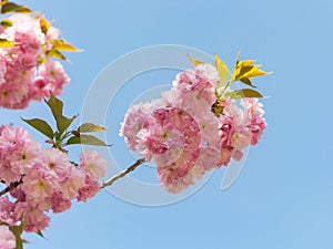 Spring pink flowers on the branch of blooming Chinese plum