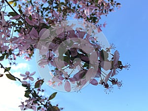 Spring pink flowers. Clear blue sky. Paradise natural wallpaper. Minimalism.