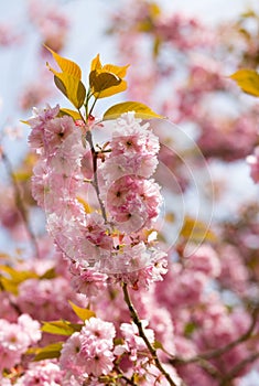 Spring pink flowers, Prunus Kanzan Kwanzan Cherry blossom