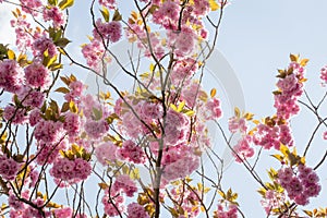 Spring pink flowers, Prunus Kanzan Kwanzan Cherry blossom