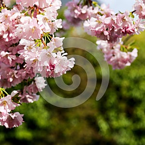 Spring pink flowers, Prunus Kanzan Kwanzan Cherry blossom