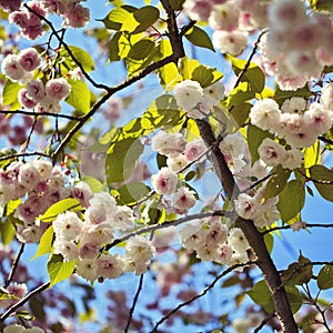 Spring pink flowers on tree