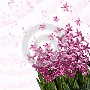 Spring pink hyacinths over blurred background with musical notes