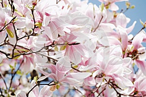 Spring pink magnolia blossom background
