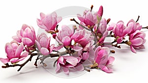 Spring pink magnolia flowers branch isolated on white background, beautiful floral arrangement
