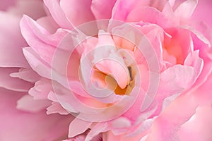 Spring pink peony flowers background shoot with a macro lens