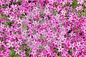 Spring pink Phlox flowers as ground cover in flower garden at FDR home