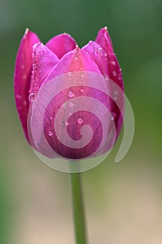 Spring pink tulip