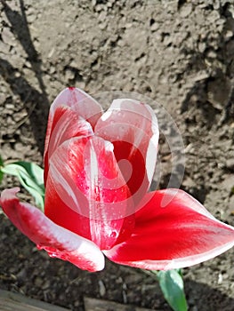 Pink tulip with water drops close up