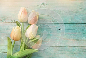 Spring pink tulips flower on color wooden background. Tulip, gardening concept. Top view, copy space for text