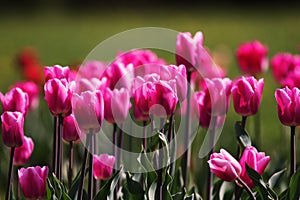 Spring pink tulips flowers background.Colorful tulip field.