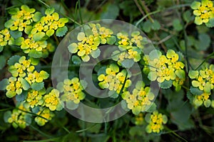 Spring plant in the forest Chrysosplenium alternifolium