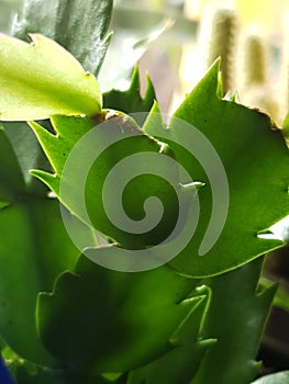 plant Wild green Kaktus photo