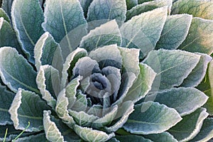 Spring plant, hairy plant with rosette of leaves, Verbascum thapsus, common mullein.