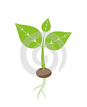 Spring plant seedling icon