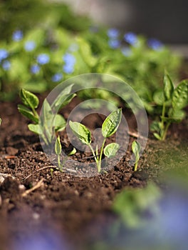 Spring plant seedlings