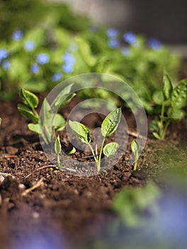 Spring plant seedlings