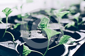 Spring Plant Seedlings