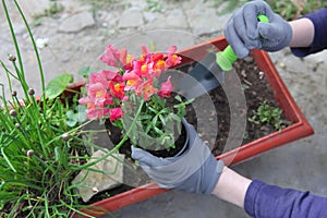 spring planting of plants in flower pots