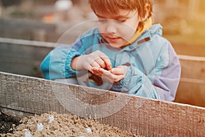 spring planting seeding in farm garden. little six year old kid boy farmer gardener plants and sow vegetable seeds