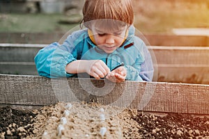 spring planting seeding in farm garden. little six year old kid boy farmer gardener plants and sow vegetable seeds