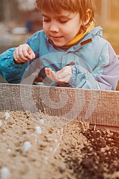 spring planting seeding in farm garden. little six year old kid boy farmer gardener plants and sow vegetable seeds in soil