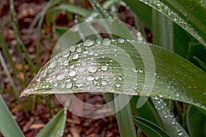 spring plants covered with dew drops, spring flowers, morning dew