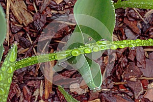 spring plants covered with dew drops, spring flowers, morning dew