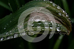 spring plants covered with dew drops, spring flowers, morning dew