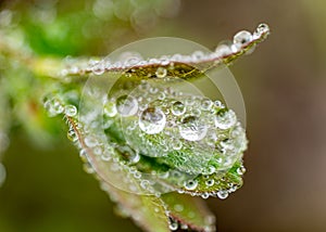 spring plants covered with dew drops, spring flowers, morning dew