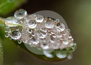 spring plants covered with dew drops, spring flowers, morning dew