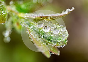 spring plants covered with dew drops, spring flowers, morning dew