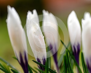 spring plants covered with dew drops, spring flowers, morning dew