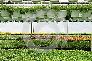 Spring plants in nursery